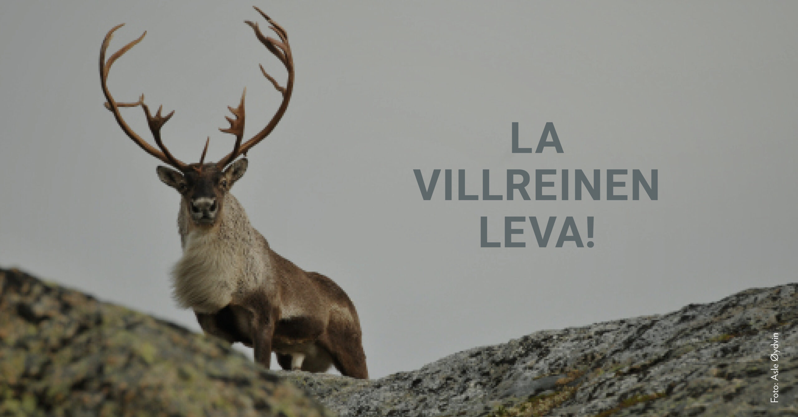 La villreinen leva!